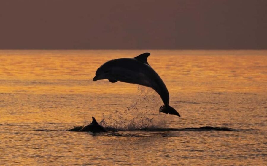 3hours Dolphin Sunset watching with unlimited drinks +dinner - Key things to know before you go