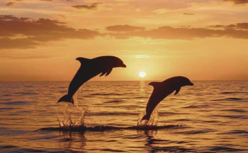 3hours Dolphin Sunset watching with unlimited drinks +dinner - Onboard comfort: Wi‑Fi, toilets, music, and the pace of 3 hours