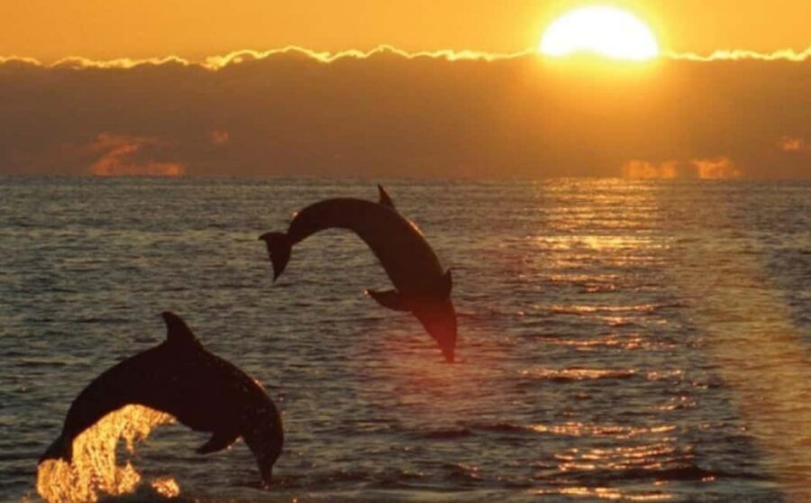 3hours Dolphin Sunset watching with unlimited drinks +dinner - Cape Kamenjak cruise: the best way to see Istria’s coastline without the driving