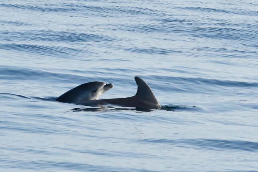 Dolphin Safari Boat Trip from Marina Funtana - Dolphin spotting at sunset: the moment to watch, and how to stay sane