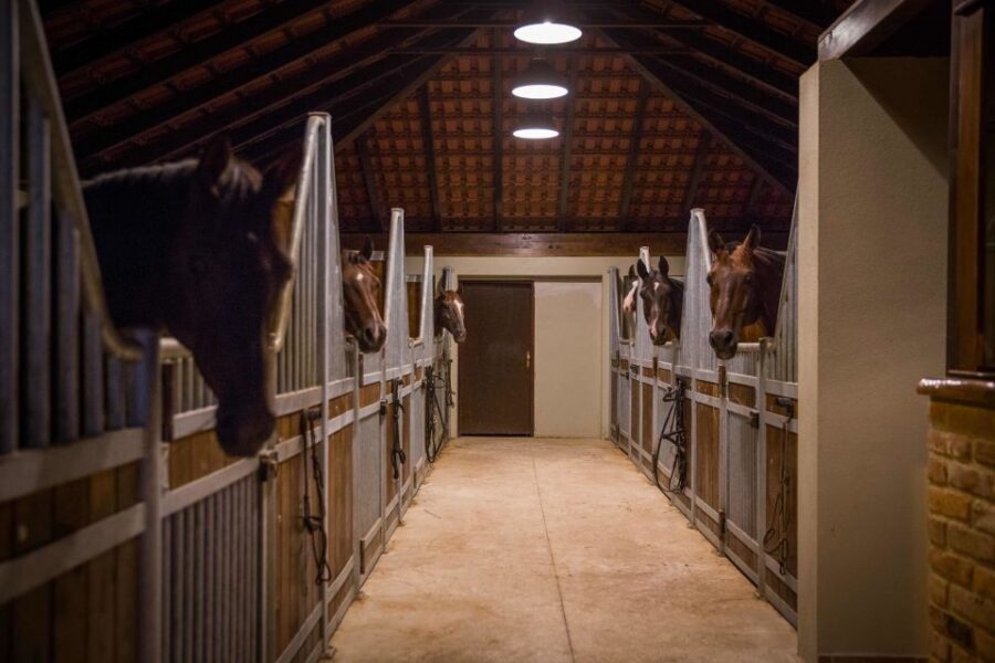 Dubrovnik Kojan Koral: Horseback Riding - Who should book Kojan Koral, and who should think twice
