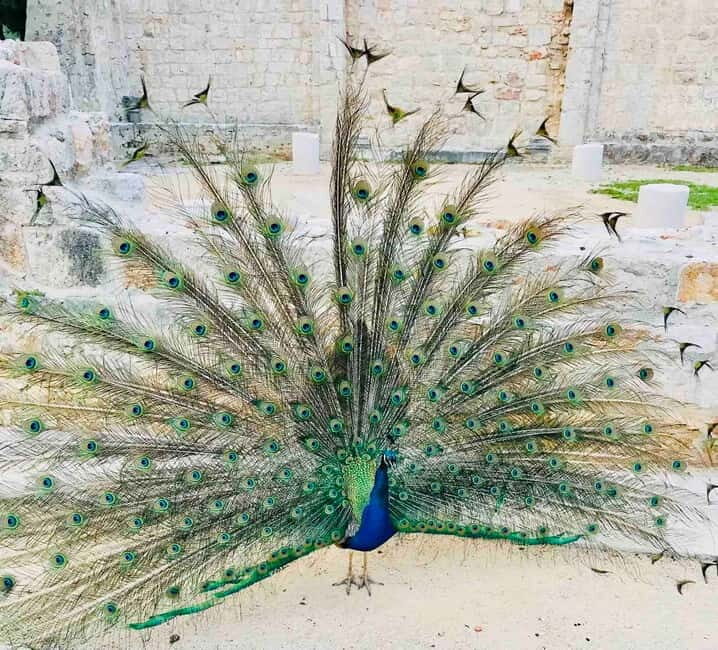 Dubrovnik: Lokrum Island and Betina Cave Boat Tour - Game of Thrones Filming Locations on Lokrum (Plus How to Spend Your Two Hours)