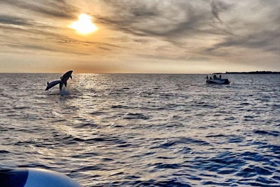 Fazana: dolphin safari and sightseeing in Brijuni at sunset - Meeting at Fazana’s main pier and boarding the Kristina