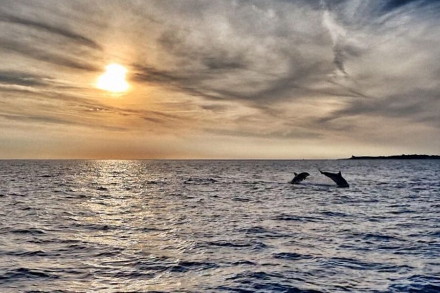 Fazana: dolphin safari and sightseeing in Brijuni at sunset - Setting sail: Fazana, Pula coast, and Brijuni’s clear waters