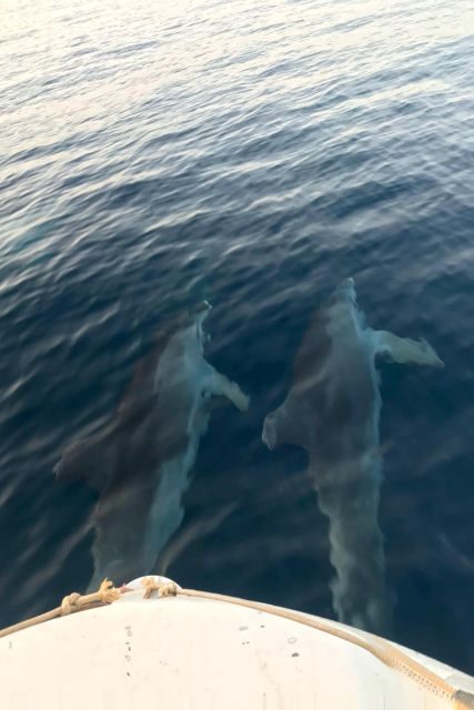 Fazana: dolphin safari and sightseeing in Brijuni at sunset - Who should book this dolphin safari in Fazana