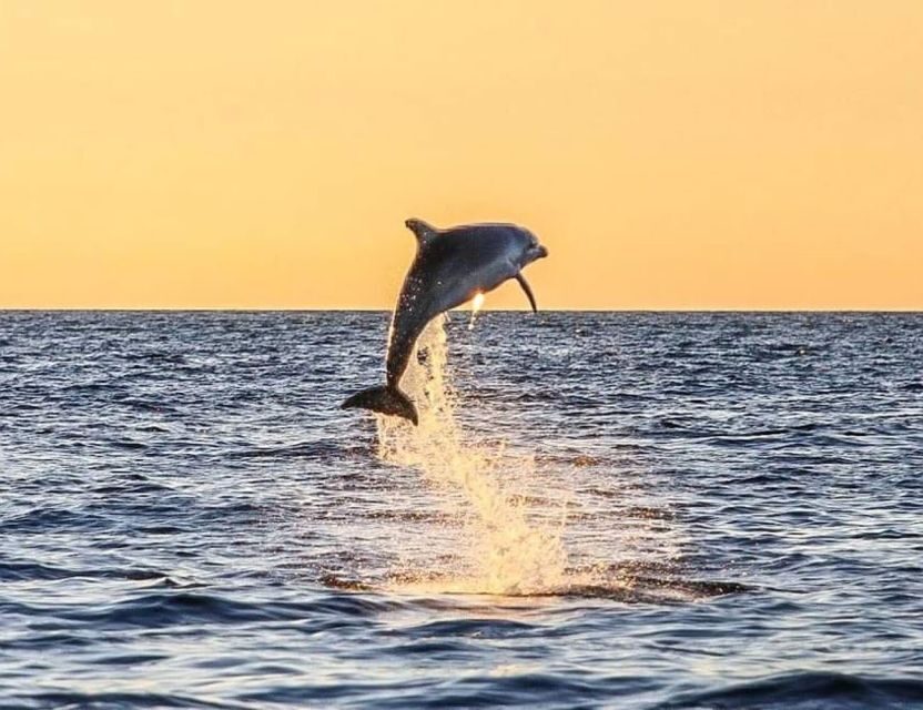 From Poreč: Evening Dolphin Cruise with Welcome Drink - Price and value: does $35 pencil out?