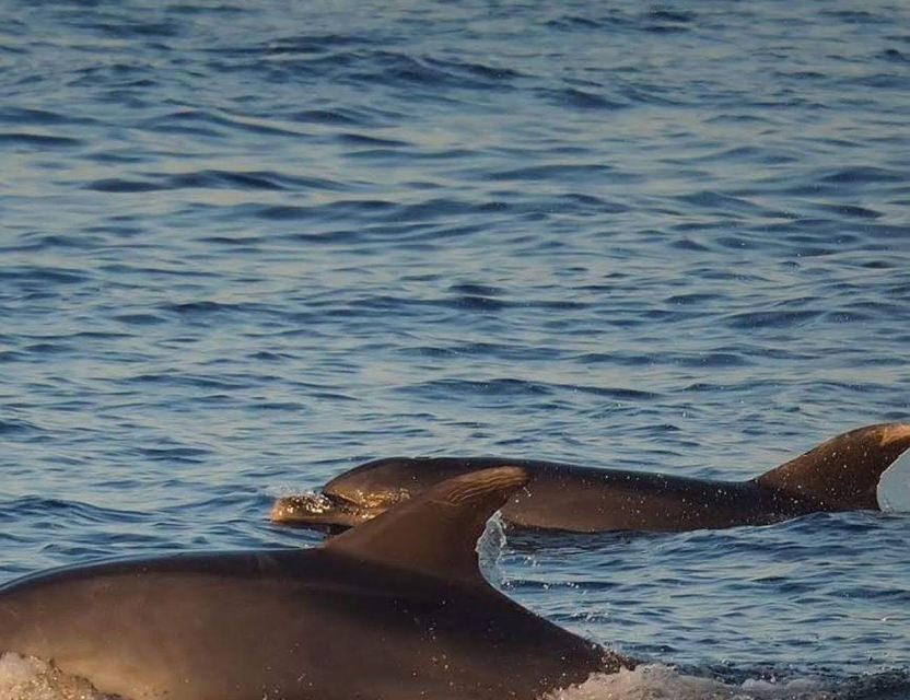 From Poreč: Evening Dolphin Cruise with Welcome Drink - The Vrsar break: another chance to enjoy the coast
