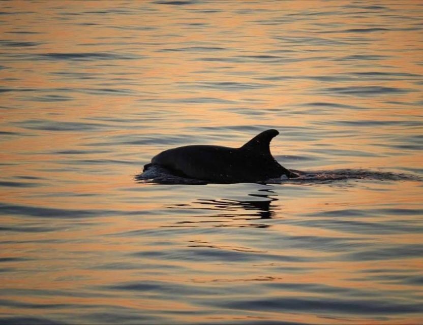 From Poreč: Evening Dolphin Cruise with Welcome Drink - Meeting point in Poreč: finding the Victoria Tours boat