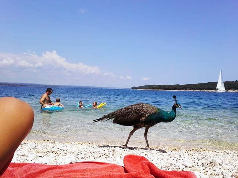 From Pula: Island Stop and National Park Day Cruise - Key takeaways before you go