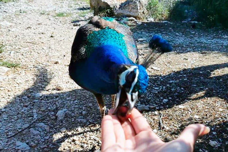 From Pula: Island Stop and National Park Day Cruise - Island-hopping across all 14 Brijuni islands: scenery and wildlife spotting