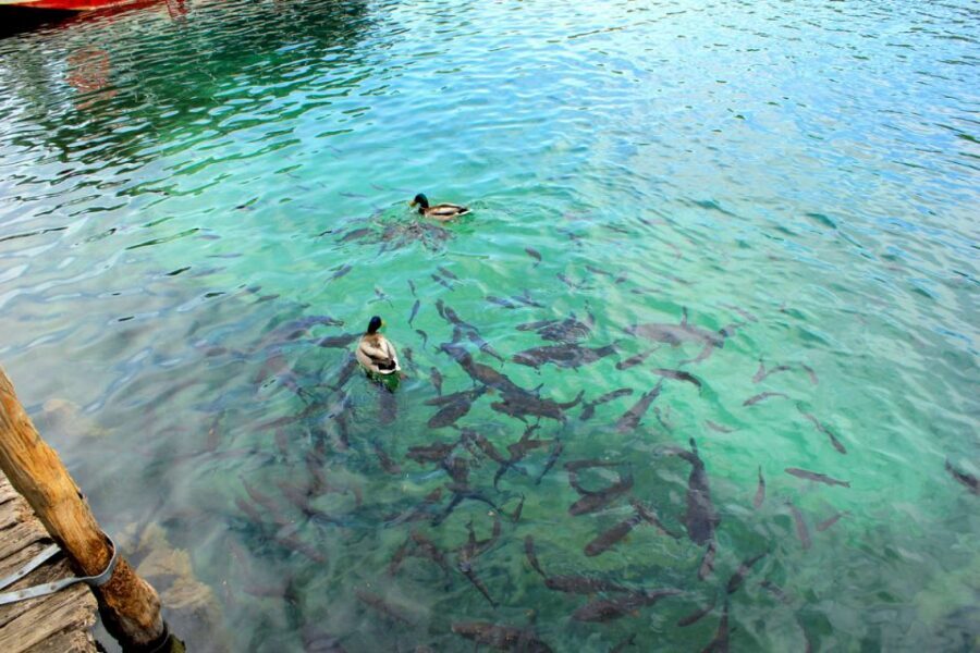 From Split: Plitvice Lakes Fully-Guided Day Tour - Lower Lakes Boat Ride and Veliki Slap Views