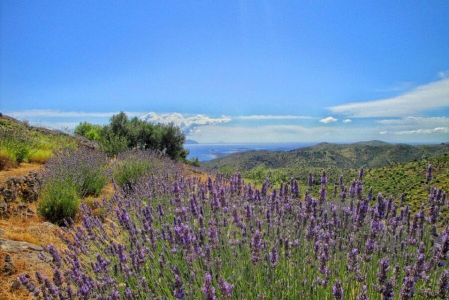Hvar: Island tour with Wine and Olive Oil Tasting - Key things that make this tour work