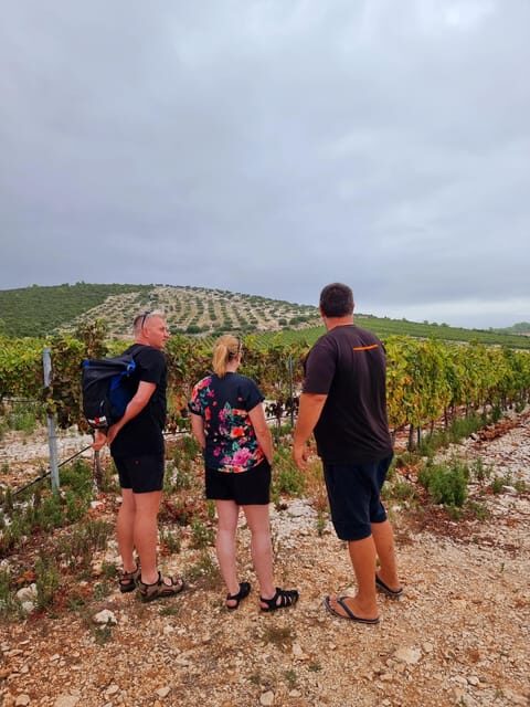 Korcula: Buggy Safari with Local Food and Wine Tasting - Stop two: olive groves, WWII reminders, and photo-friendly viewpoints