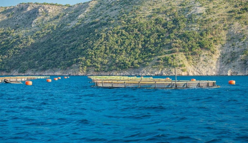 Krk: Golden Beach and Blue Cave Cruise with Welcome Drink - Krk in 4 hours: why this cruise works