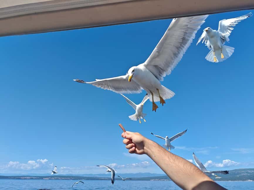 Krk: Golden Beach and Blue Cave Cruise with Welcome Drink - Griffon vultures on Plavnik: watching from a real perch