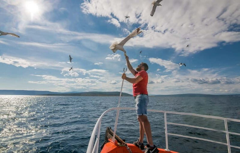 Krk: Golden Beach and Blue Cave Cruise with Welcome Drink - Kormat Island seagulls: the comedy break you didn’t know you needed