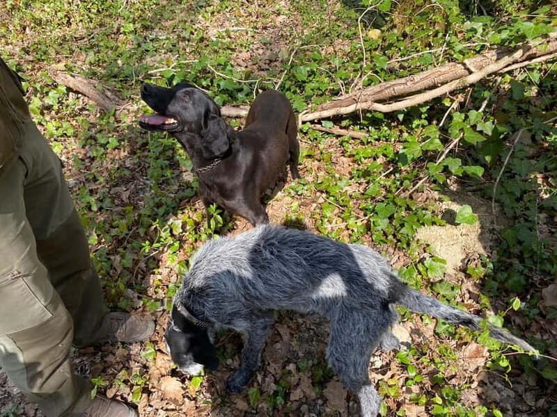 Livade: Guided Truffle Hunting Walking Tour - Why truffle hunting in Motovun feels like real local life