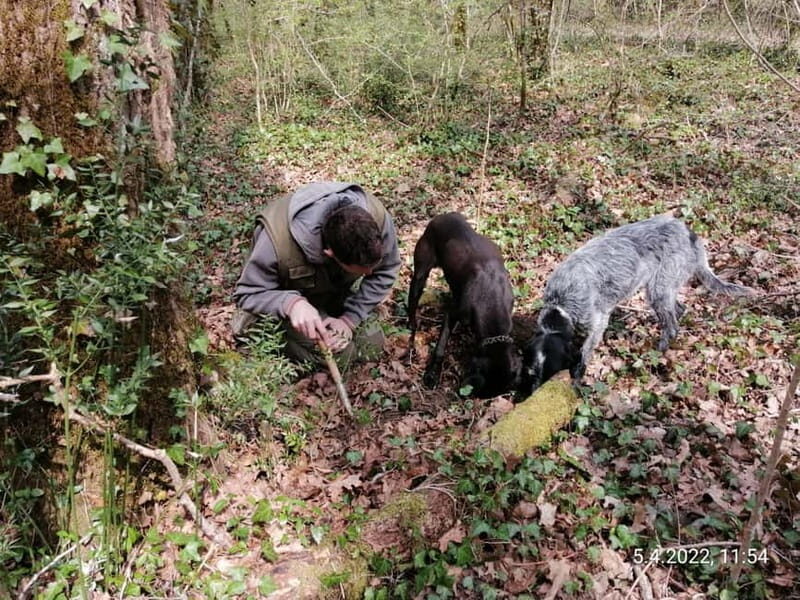 Livade: Guided Truffle Hunting Walking Tour - The Motovun forest lesson: microclimate, ecosystem, and damp soil