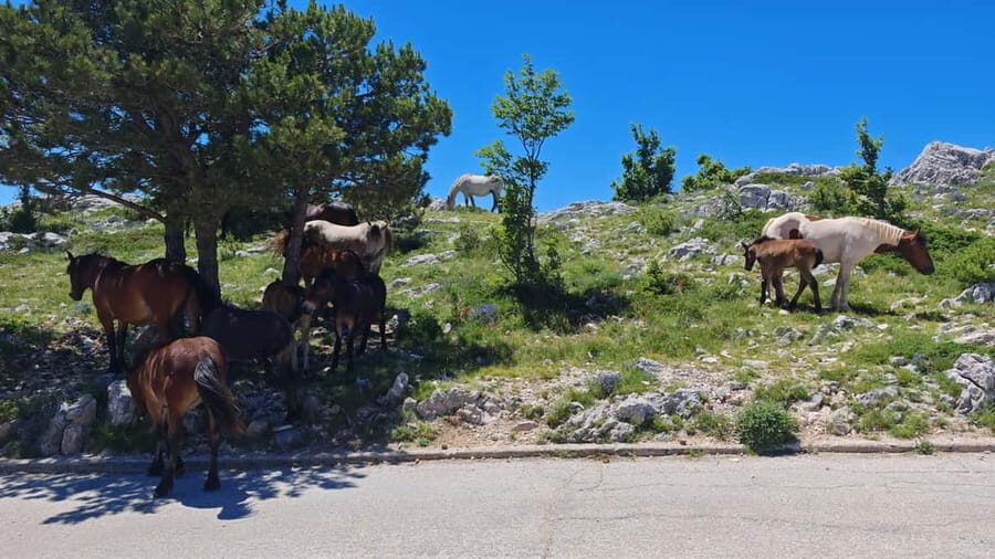 Makarska: Baggy Skywalk & Biokovo Viewpoint Tour - Food and aperitiv: why the included lunch actually changes the day