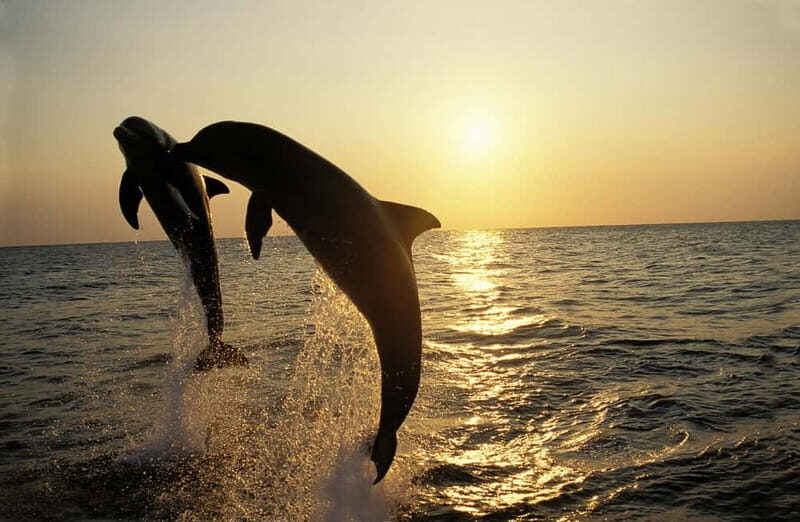 Medulin: Dolphin Sunset Tour 85% chance with Drinks + Dinner - Key highlights to know before you go