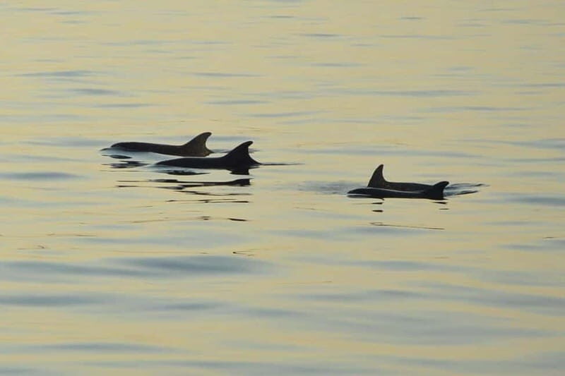 Medulin: Dolphin Sunset Tour 85% chance with Drinks + Dinner - Why this Medulin sunset route works for an easy evening