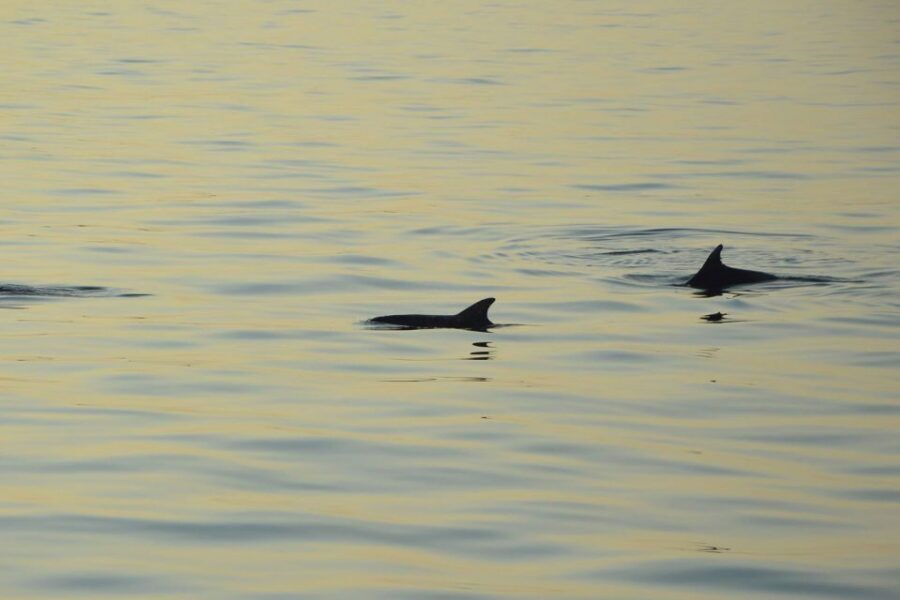 Medulin: Dolphin Sunset Tour 85% chance with Drinks + Dinner - Languages and crew vibe: smooth, friendly, and practical