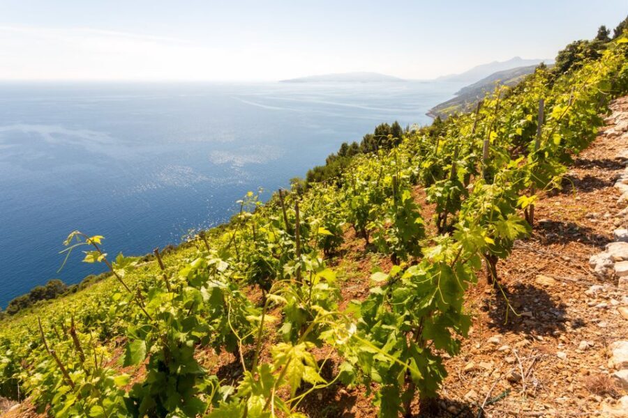 Pelješac Full-Day Wine and Food Tour from Dubrovnik - Dubrovnik to Pelješac in 8 hours: worth the day-trip drive