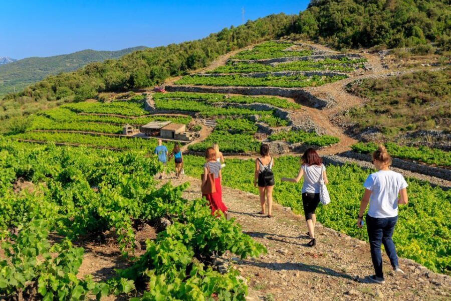 Pelješac Full-Day Wine and Food Tour from Dubrovnik - Price and value: why $259 can feel fair (or not)