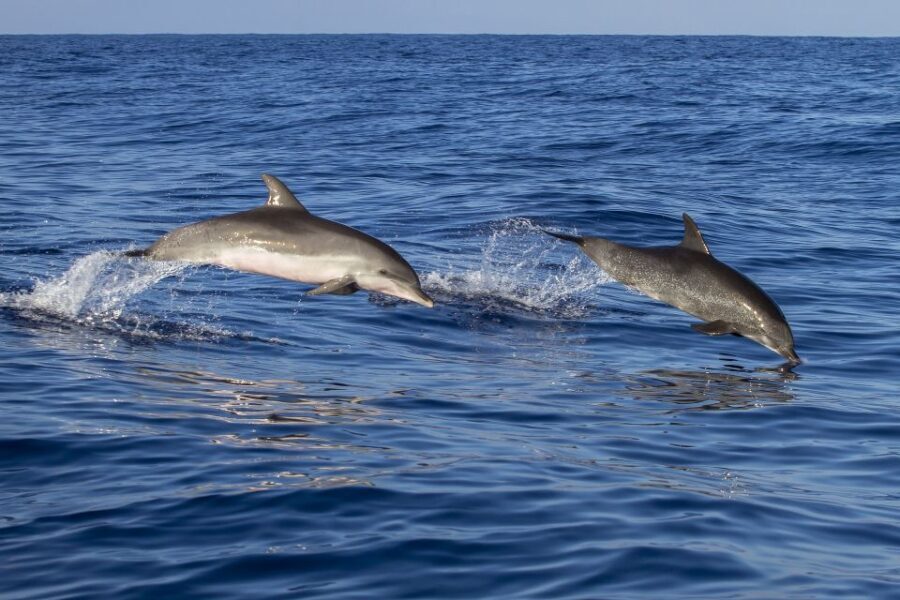 Poreč: Dolphin Spotting Cruise with Included Drinks - Key things I’d clock before you go
