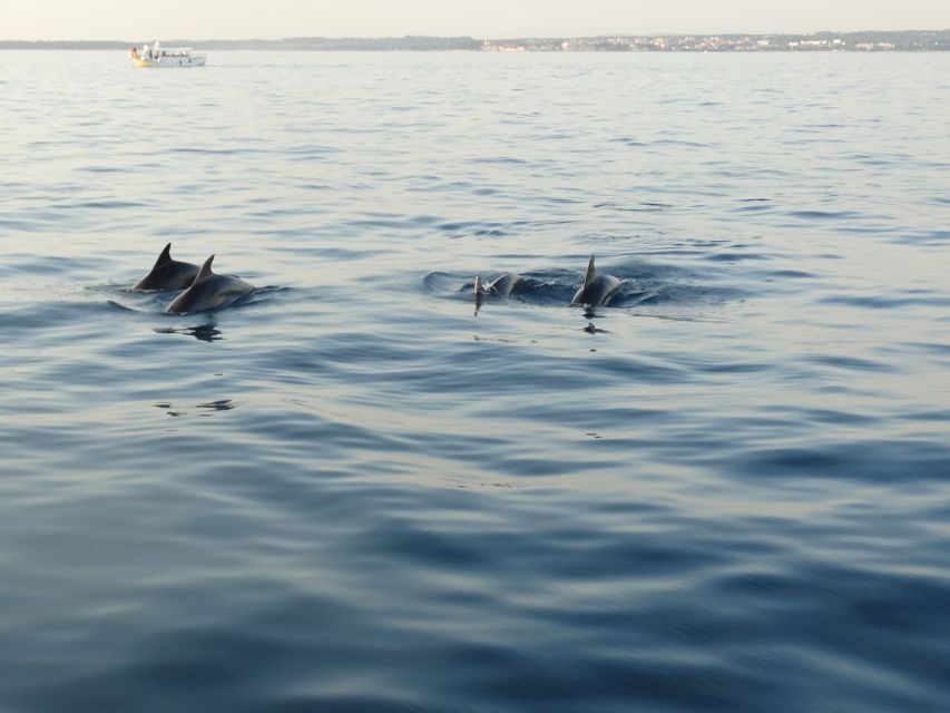 Poreč: Dolphin Spotting Cruise with Included Drinks - Sailing from Poreč Port on the Wooden Fjera