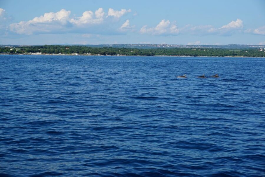 Poreč: Dolphin Spotting Cruise with Included Drinks - Panoramic views of the Poreč Riviera and West Istria