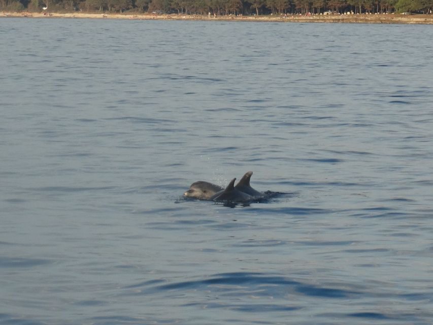 Poreč: Dolphin Spotting Cruise with Included Drinks - Drinks included: wine and water, offered often