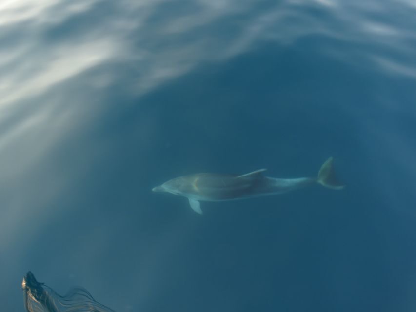 Poreč: Dolphin Spotting Cruise with Included Drinks - Who should book this cruise (and who should think twice)