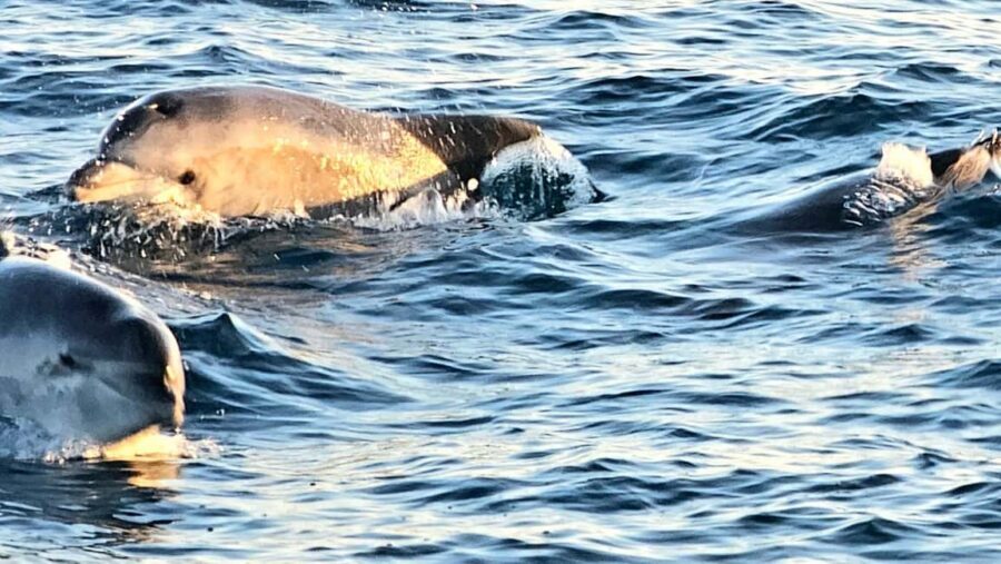 Pula: Brijuni Dolphins Sunset Cruise with Dinner and Drinks - Brijuni National Park from the sea: what you’ll see and what you won’t