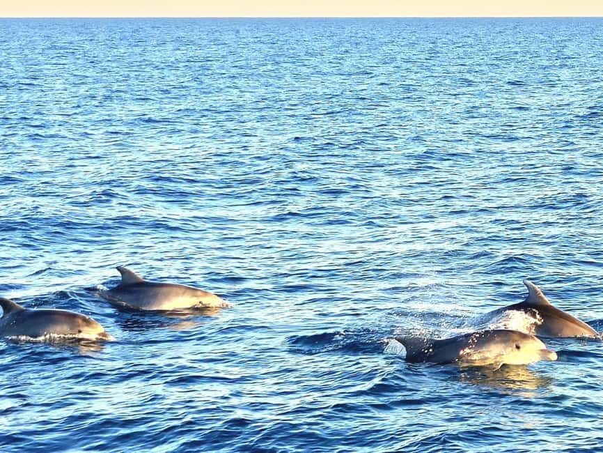 Pula: Brijuni Dolphins Sunset Cruise with Dinner and Drinks - Sunset over Pula’s lights: the moment the cruise earns its name