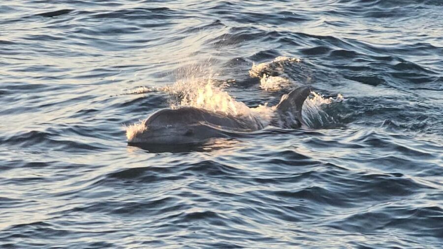 Pula: Brijuni Dolphins Sunset Cruise with Dinner and Drinks - Crew and guidance in multiple languages: what you’ll feel on board