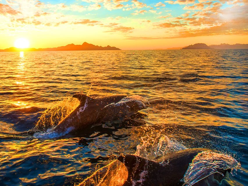 Pula: Brijuni Islands Dolphin Watching & Wildlife Cruise - Dolphin Watching from Pula: the simple reason it works