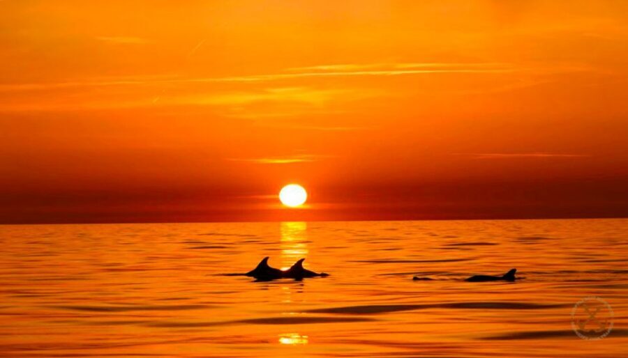 Pula: Brijuni Islands Dolphin Watching & Wildlife Cruise - Finding dolphins: what to expect on the water