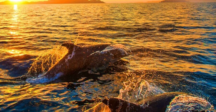 Pula: Brijuni Islands Dolphin Watching & Wildlife Cruise - Meeting Korkyra boat excursions and getting settled