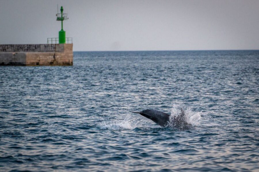 Pula: Brijuni National Park Sunset, Dolphins & Dinner Cruise - Dolphin Watching in Brijuni: Wild Encounters, Not a Guaranteed Show