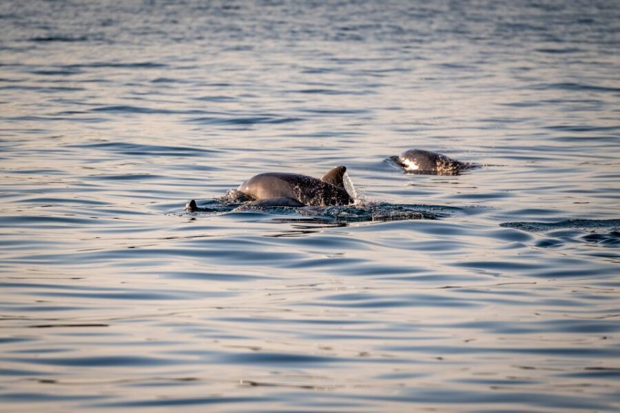 Pula: Brijuni National Park Sunset, Dolphins & Dinner Cruise - Who This Cruise Fits Best (And Who Might Prefer Something Else)
