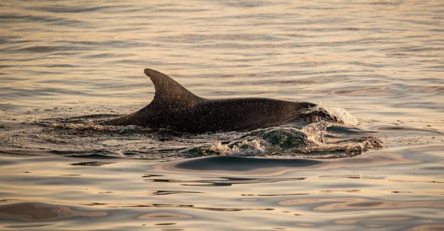 Pula: Brijuni National Park Sunset, Dolphins & Dinner Cruise - Value Check: Is $64 Worth It for Dolphins, Sunset, and Dinner?