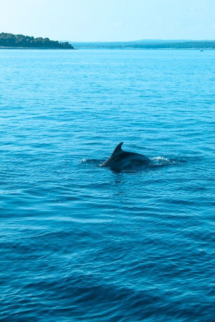 Pula: Dolphin&Sunset Cruise in Brijuni with Dinner&Drinks - Key Things You’ll Really Notice on This Cruise