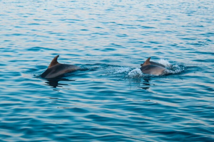 Pula: Dolphin&Sunset Cruise in Brijuni with Dinner&Drinks - Price and Value: Is $64 Worth It?