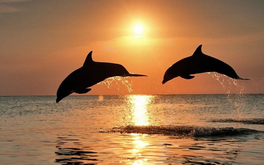 Pula: Dolphin&Sunset Cruise in Brijuni with Dinner&Drinks - The Dolphin-Watching Part: How to Improve Your Chances