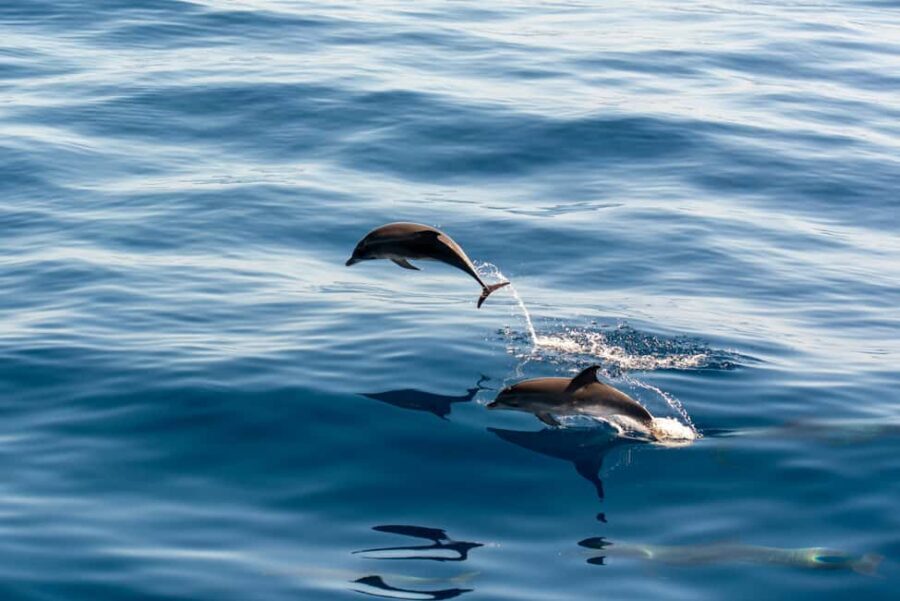 Pula: Dolphin&Sunset Cruise in Brijuni with Dinner&Drinks - Europa Boat Review: Views Up Top, Comfort Below