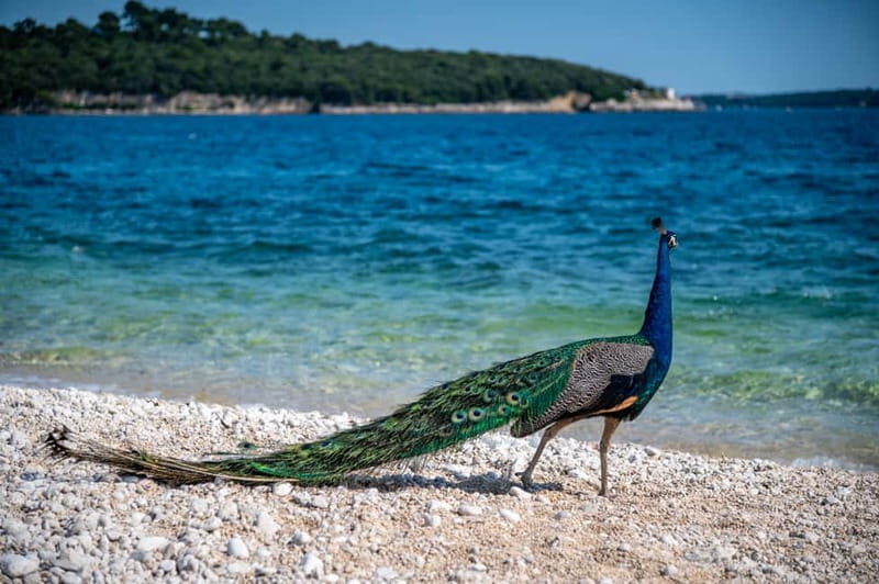 Pula: National Park Brijuni, 2 swimming stops, lunch, drinks - Cruising through Brijuni’s 14 islands: panoramic sightseeing without the hassle