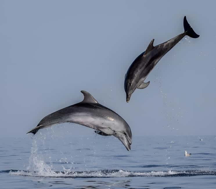 Rovinj: Dolphin Watching Sunset Speedboat Tour with Drinks - Pickup around Rovinj: where to meet, what to look for