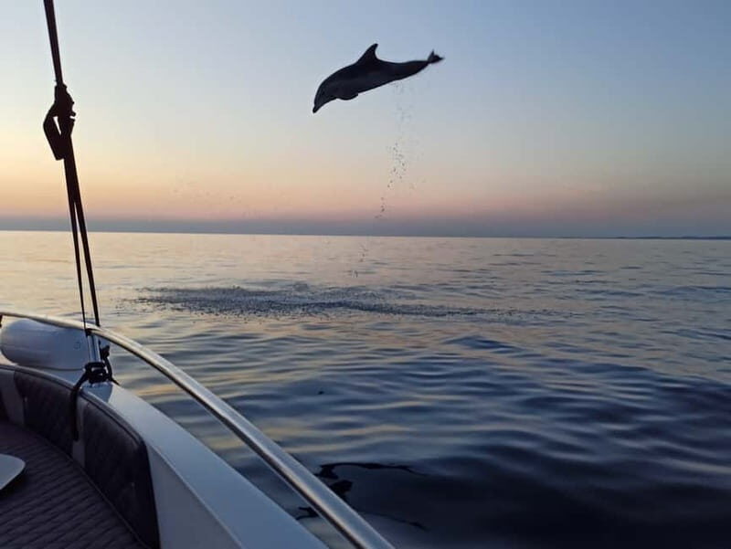 Rovinj: Dolphin Watching Sunset Speedboat Tour with Drinks - 90 minutes on the water: the flow of the itinerary