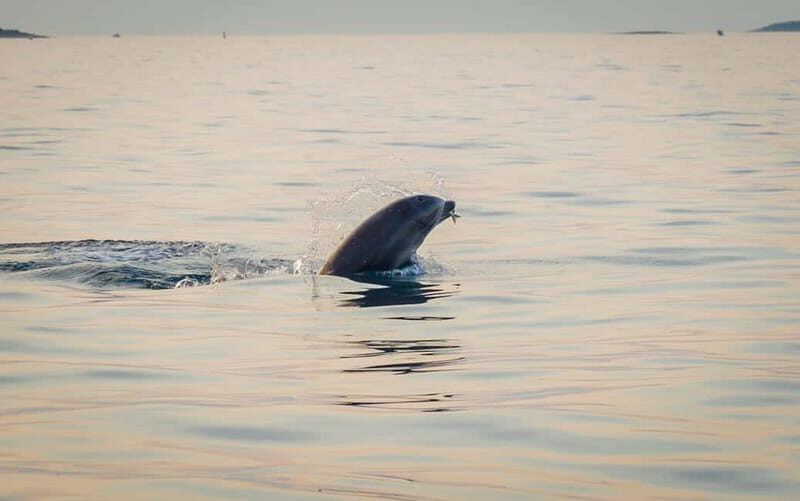 Rovinj: Dolphin Watching Sunset Speedboat Tour with Drinks - Sunset views of Rovinj old town from the sea